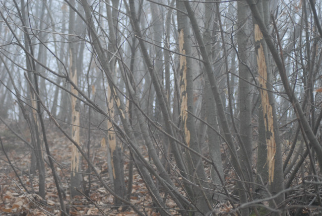 PASSIONE PER IL CERVO